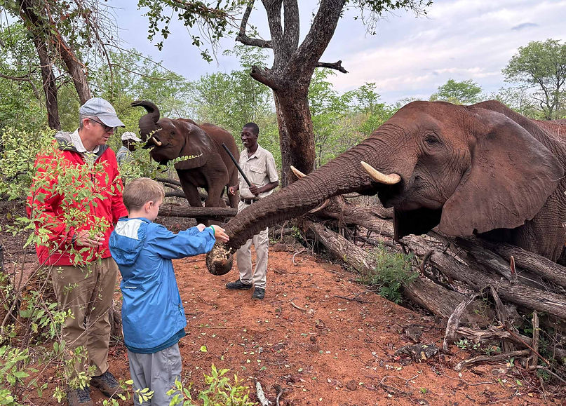 Tim feeding an elephant "trunk down."