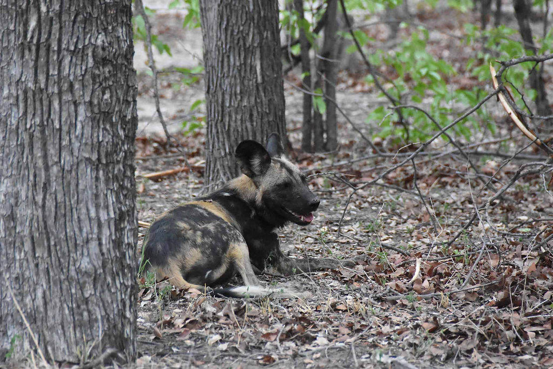 The elusive painted dog.