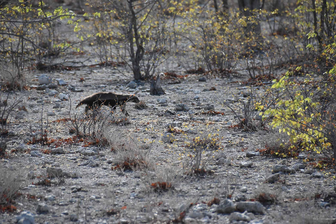 The elusive honey badger.