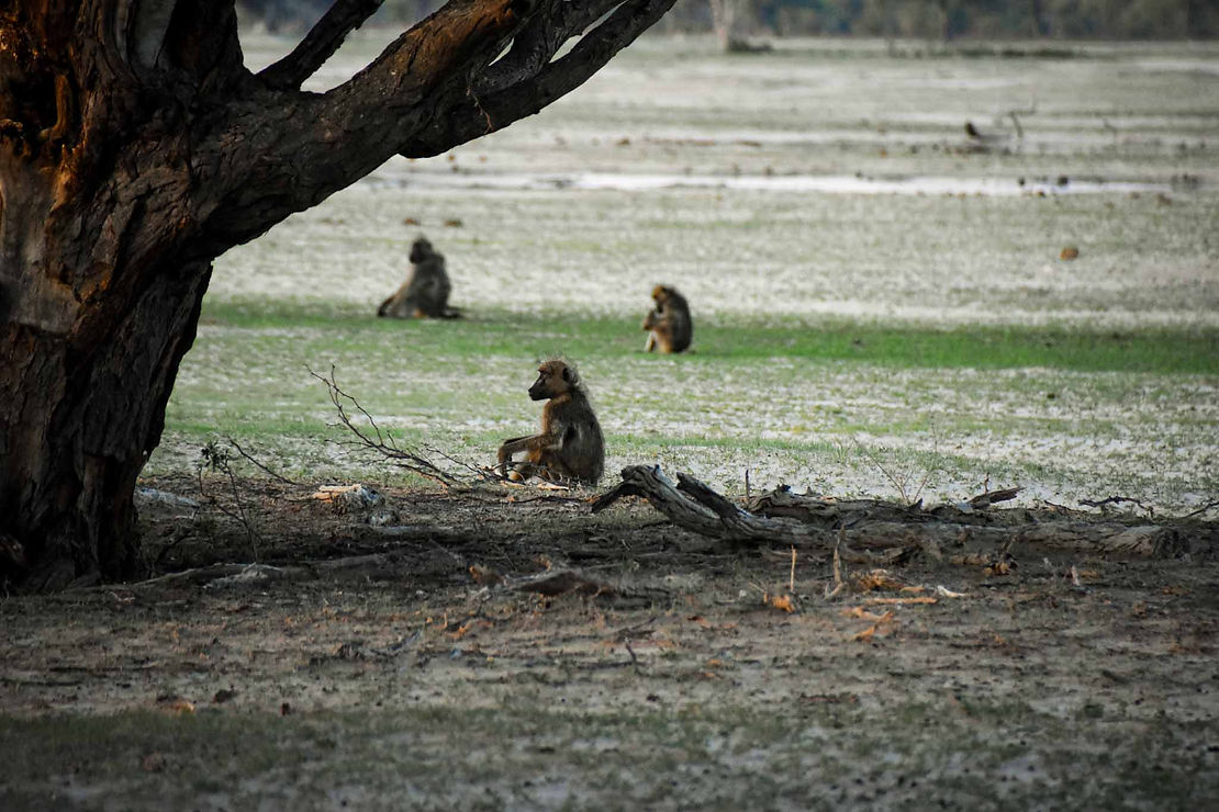Baboons enjoying the evening.