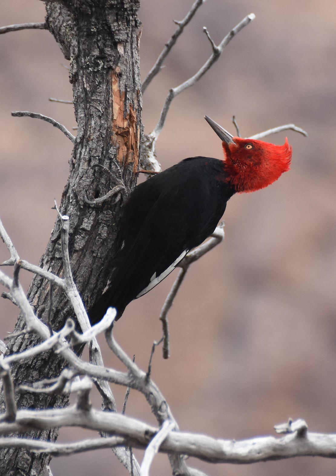 A woodpecker my brother spotted.