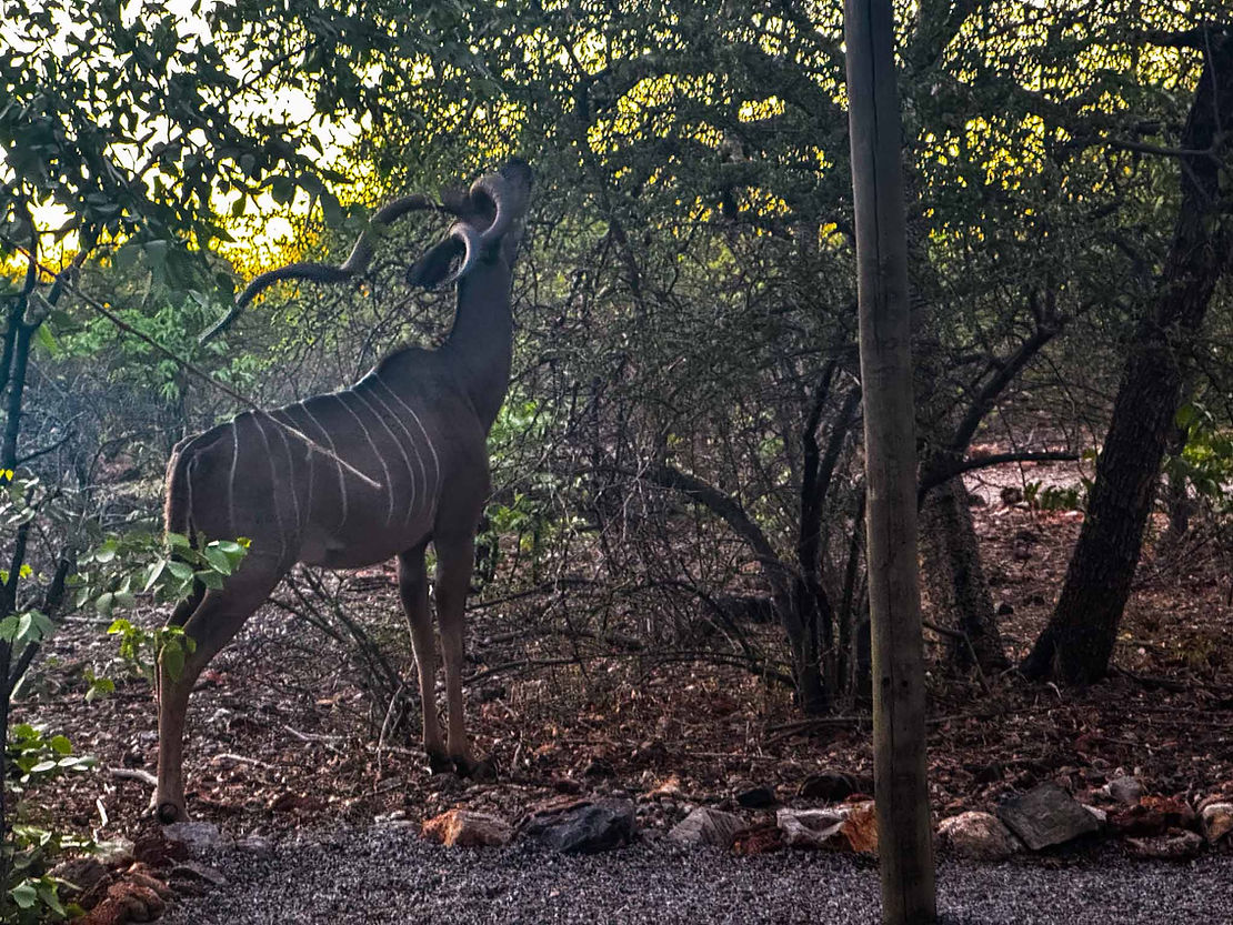 Our first evening, we went over to the boy's cabin to get them for dinner and found this Kudu bull grazing outside the door. Carol had to go around the back and climb over their balcony to let them know it was dinner time (for them and for the Kudu).