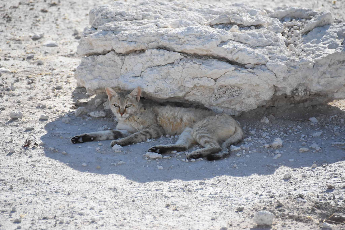 African wild cat, about 2x a house cat.