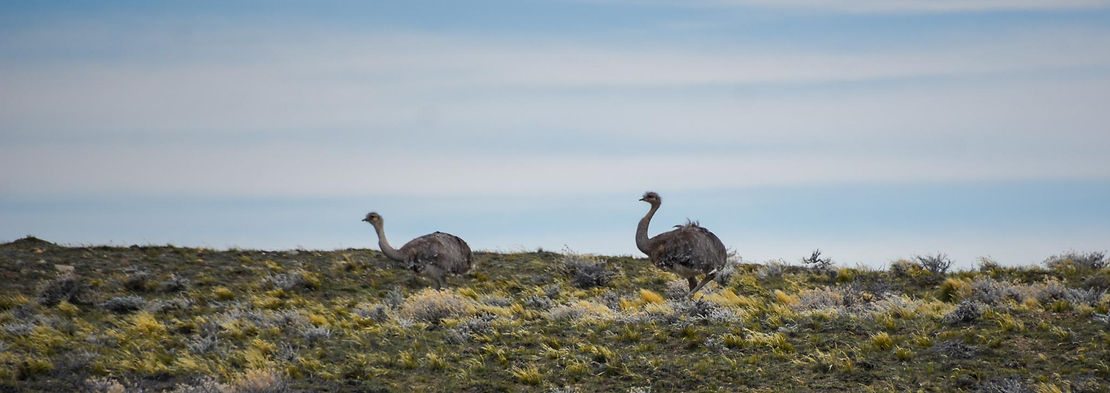 Rheas, a smaller relative to the ostrich.