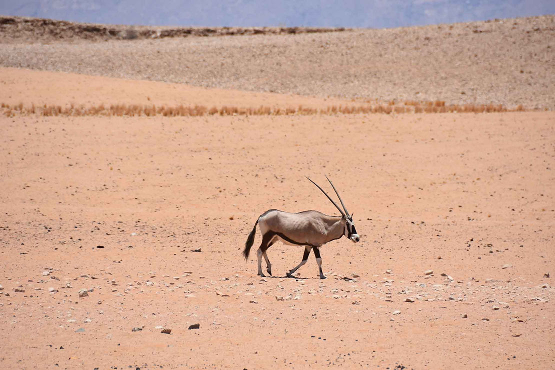 Oryx, bully of the dessert. And also able to scratch his butt with his horns.