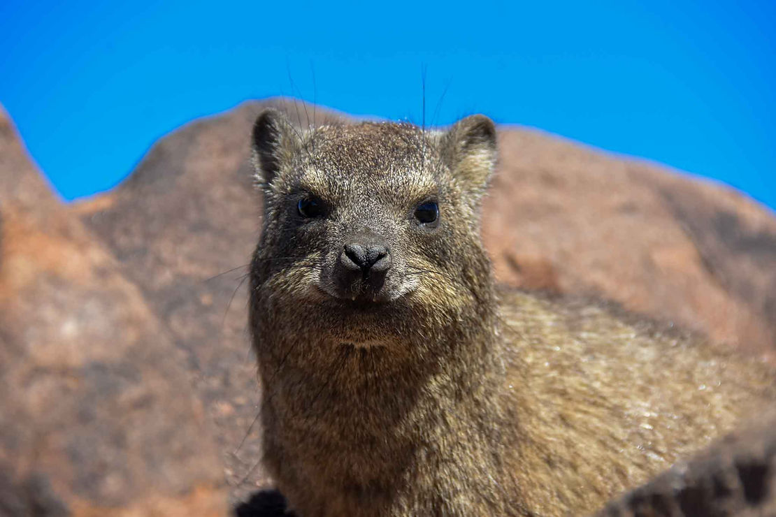The rock hyrax. Don't think much of the elephant's closest relative? He doesen't think much of you either.