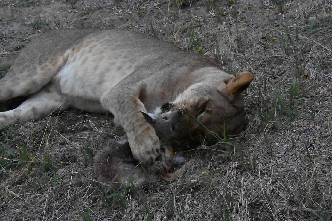 Just enjoying a dead jackal toy.