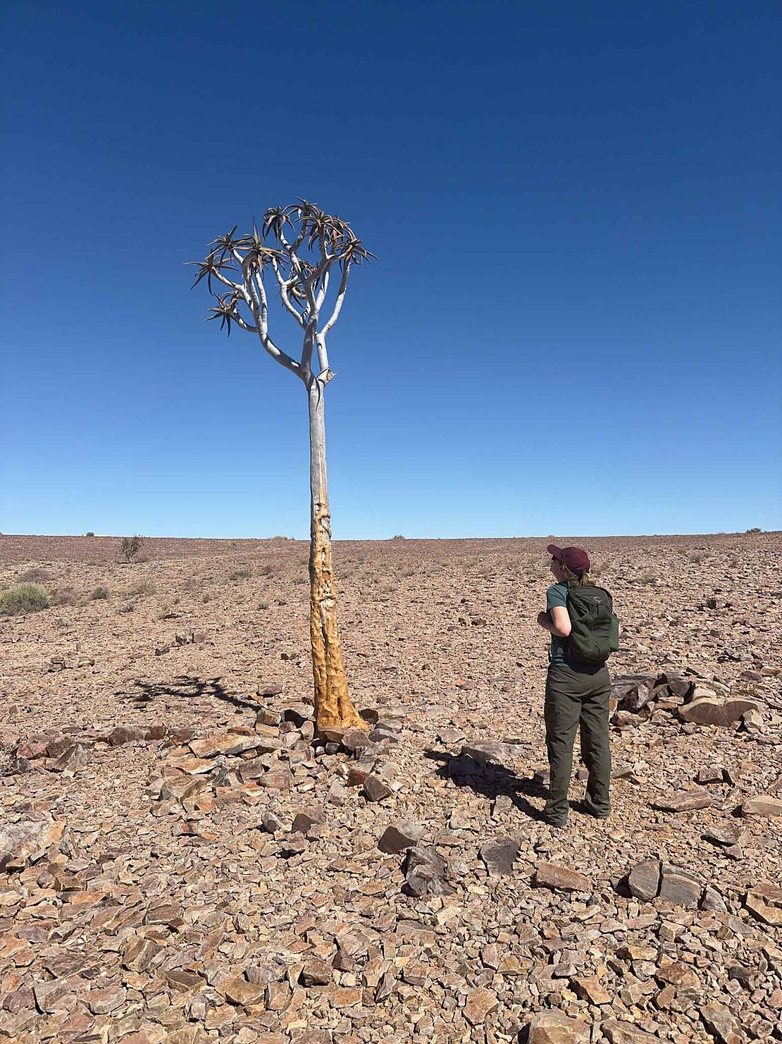 Carol admiring a quiver tree. Or contemplating smuggling it out of Namibia. Hard to be sure.