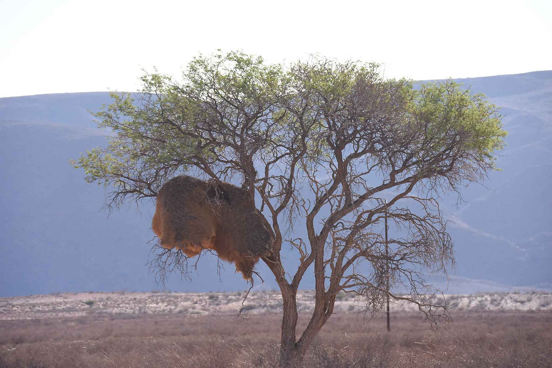 The odd looking nest of a social weaver. A small bird, they will build up to a thousand individual nests all lumped together in one big mass, like an appartment complex. Entrances are on the bottom side, to make life difficult for snakes.