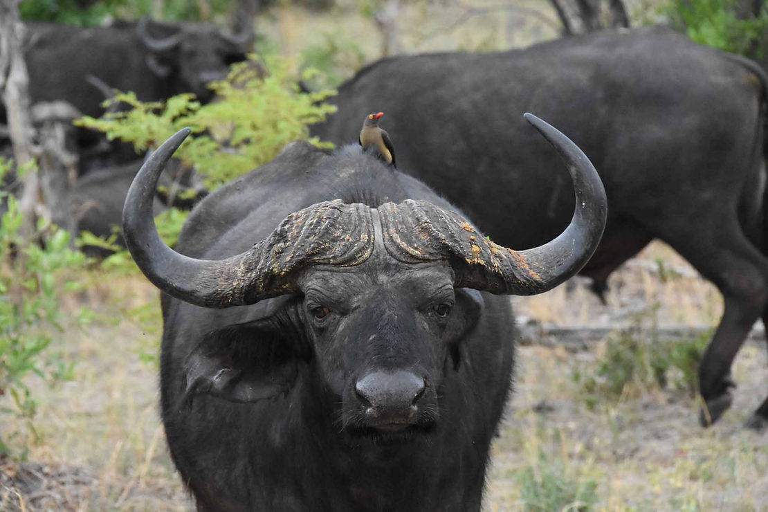 The Cape Buffalo - our guide's most feared animal. As he put it, "Every other animal is predictable. Respect their rules and it'll be fine. But the buffalo...you'll just be sitting there and everything is good. Then one of them will give you a look like you owe him money. Then there's trouble."